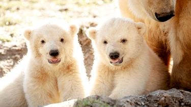 Een foto van twee jonge ijsberen