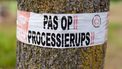 Daar zijn de eerste eikenprocessierupsen weer! 