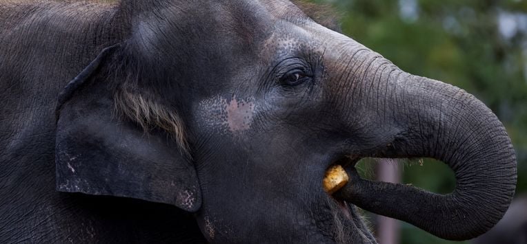 Is de dierentuin nog van deze tijd? Metro ging op bezoek bij de grootste van de Benelux: Pairi Daiza