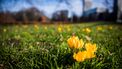 bloemen op grasveld