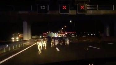 Op deze foto zie je koeien op de snelweglopen