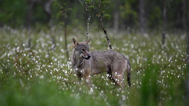 2023-07-05 02:33:01 A young alpha male wolf (Canis lupus), looks for food in the Finnish taiga in Hukkajarvi area, Eastern Finland near Russian border, on July 5, 2023. 
Olivier MORIN / AFP