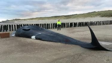 Enorme walvis aangespoeld in Zeeland