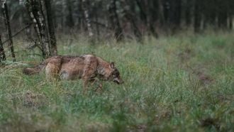 VELUWE - Een wolf op de Veluwe, vastgelegd door natuurfotograaf Otto Jelsma. De hobbyfotograaf kwam een zeldzame roedel met vijf wolven tegen tijdens een wandeling op de Veluwe. Wolven laten zich in Nederland bijna nooit zien in groepsverband. ANP OTTO JELSMA