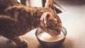 kat, katten, huisdier, melk, gevaarlijk