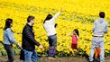 Bloemen in Bollenstreek eerder weg om bezoekers weg te houden