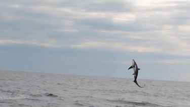 Zeldzame haaiensoort gespot in de Noordzee