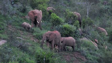 China verbiedt handel in ivoor
