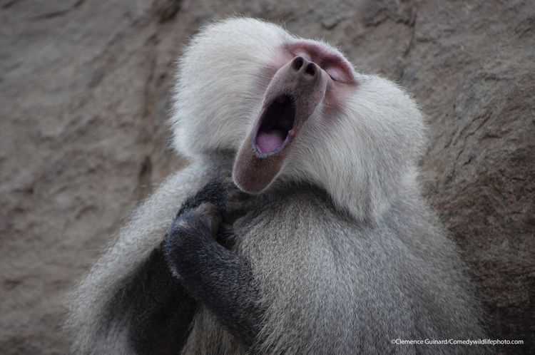 The Baboon who feels like a tenor - The Comedy Wildlife Photography Awards 2021 / Clemence Guinard 