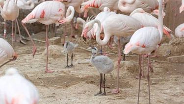 Kleine flamingo's in gaiazoo Limburg