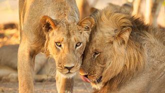 foto van leeuw en een leeuwin