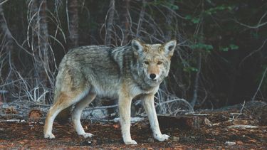 Wolf Nederland wat moet je doen