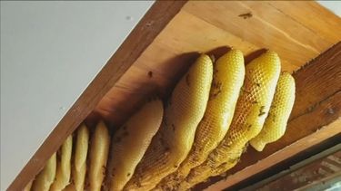 60.000 bijen verwijderd uit plafond van huis