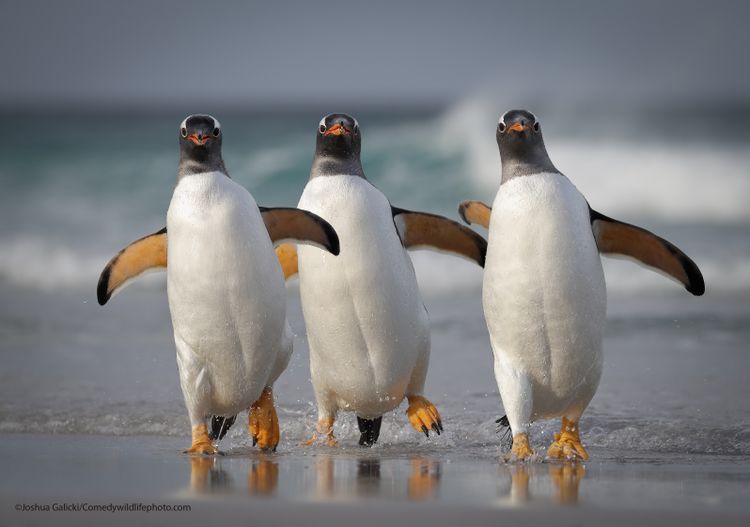 We're too sexy for this beach - The Comedy Wildlife Photography Awards 2021 / Joshua Galicki 