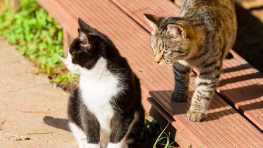 D66: katten moeten verplicht gechipt worden