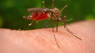 epa03367652 A handout image made available on 22 August 2012 from the Centers for Disease Control of a mosquito known as Aedes japonicus (also called Ochlerotatus japonicus) which is a specimen of the Notre Dame colony. This Asian mosquito was first collected in the United States in New York and New Jersey in 1998, which coincided with the first recorded cases of West Nile Virus in the New York City area a year later in 1999. The Aedes japonicus Notre Dame colony was established from specimens collected as larvae in water filled containers (flower pots and tires) in residential areas of South Bend, Indiana in the summer of 2005. This mosquito is suspected of being a vector of the Japanese Encephalitis virus in Asia and the West Nile in the United States. While Aedes japonicus has not been incriminated as a major vector of West Nile virus in the United States, it is nevertheless of concern to public health agencies because of its fairly rapid colonization of a large part of the north eastern and midwestern United States and its propensity to lay eggs in flooded containers found around human dwellings.  EPA/JAMES GATHANY / CENTERS FOR DISEASE CONTROL / HANDOUT  HANDOUT EDITORIAL USE ONLY/NO SALES