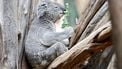 Koala overleeft kilometerslange rit in wielkast