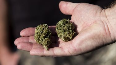 Meer mensen gebruiken regelmatig cannabis