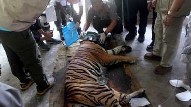 Een tijger gevangengenomen in Sumatra. 